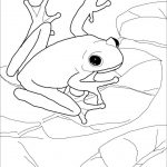 American Green Tree Frog Coloring Page | Free Printable Coloring Pages   Printable Frog Puzzle