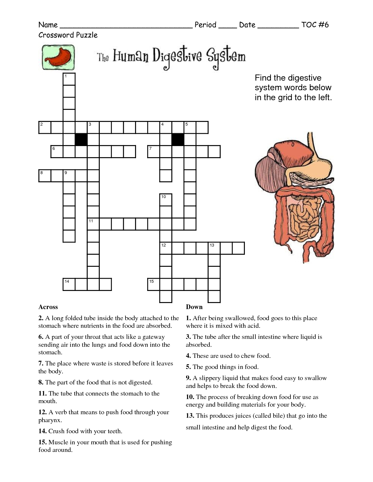 Crossword About Digestive System Tag Digestive System Crossword - Anatomy Crossword Puzzles Printable