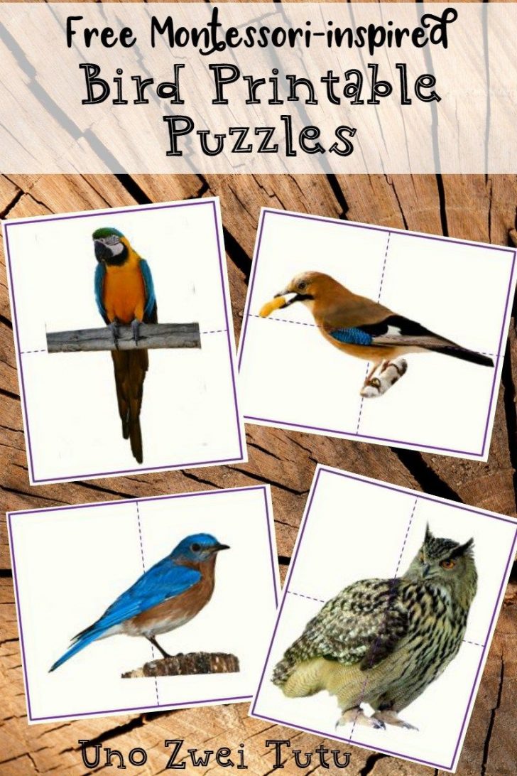 Diy Bird Puzzles For Toddlers And Preschoolers With Real Photos