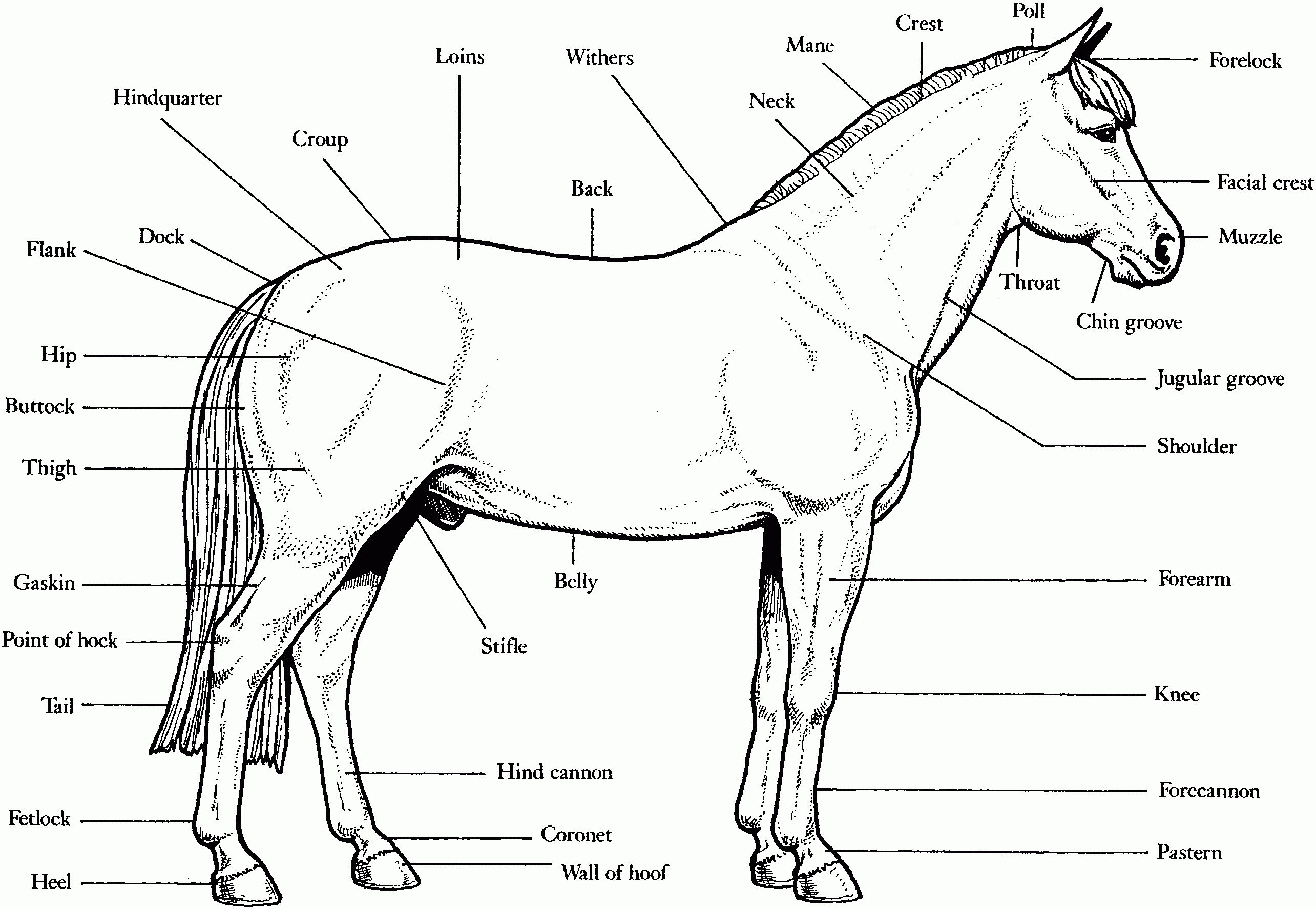 Free Horse Coloring Pages - Printable Horse Puzzles