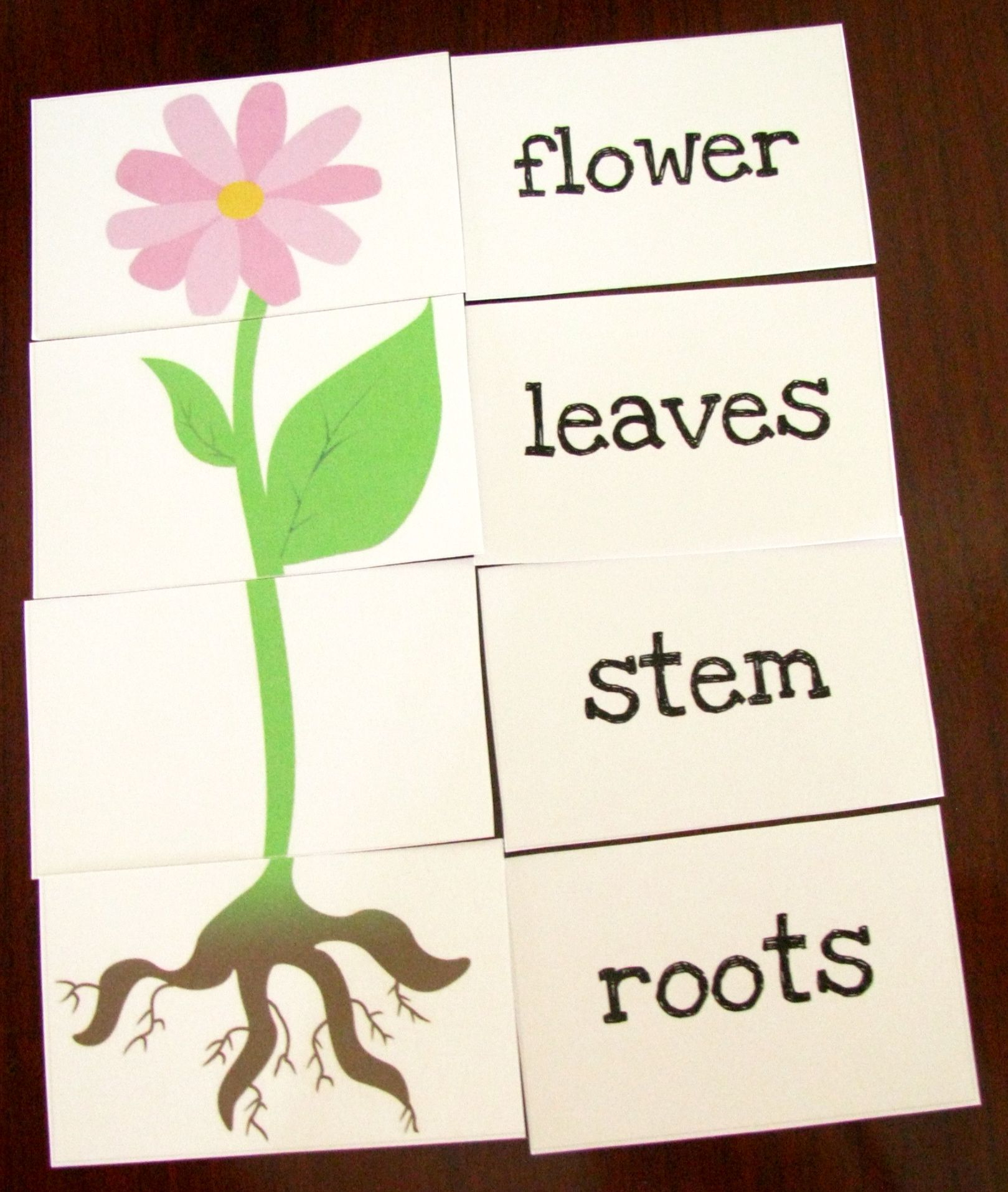 Great Printable Resources – Plants | Preschool | Parts Of A Plant - Printable Flower Puzzle