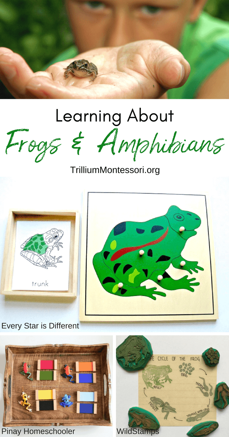 Montessori Resources For Learning About Frogs And Amphibians - Printable Frog Puzzle