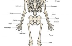 Printable Human Skeleton Diagram – Labeled, Unlabeled, And Blank – Printable Skeleton Puzzle