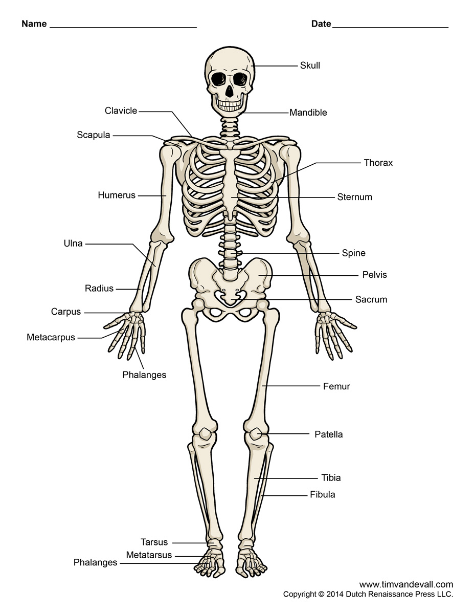 Printable Human Skeleton Diagram - Labeled, Unlabeled, And Blank - Printable Skeleton Puzzle