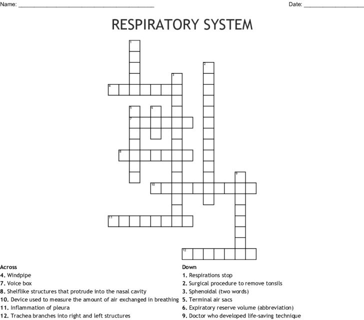 Respiratory System Crossword - Wordmint - Respiratory System Crossword 