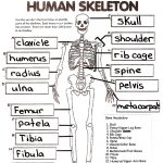 Skeletal System Crossword Puzzle Answers | Healthy Hesongbai   Skeletal System Crossword Puzzle Printables