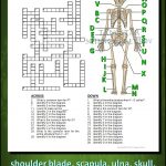 Skeletal System Crossword With Diagram {Editable} | Tpt Science   Skeletal System Crossword Puzzle Printables