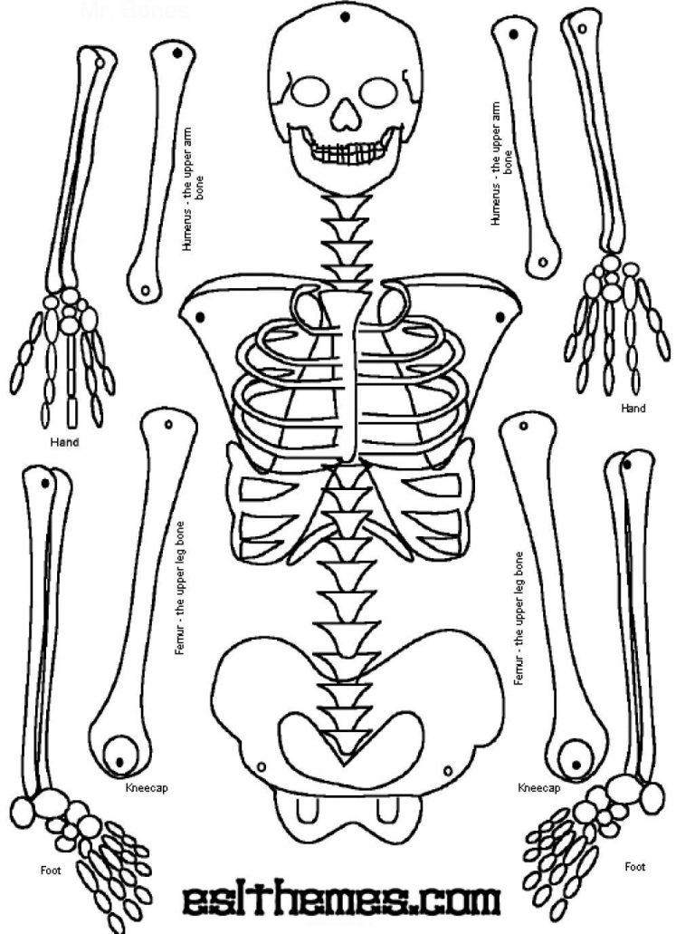 Skeleton Puzzle Printable Print It Human Skeleton, Human Body