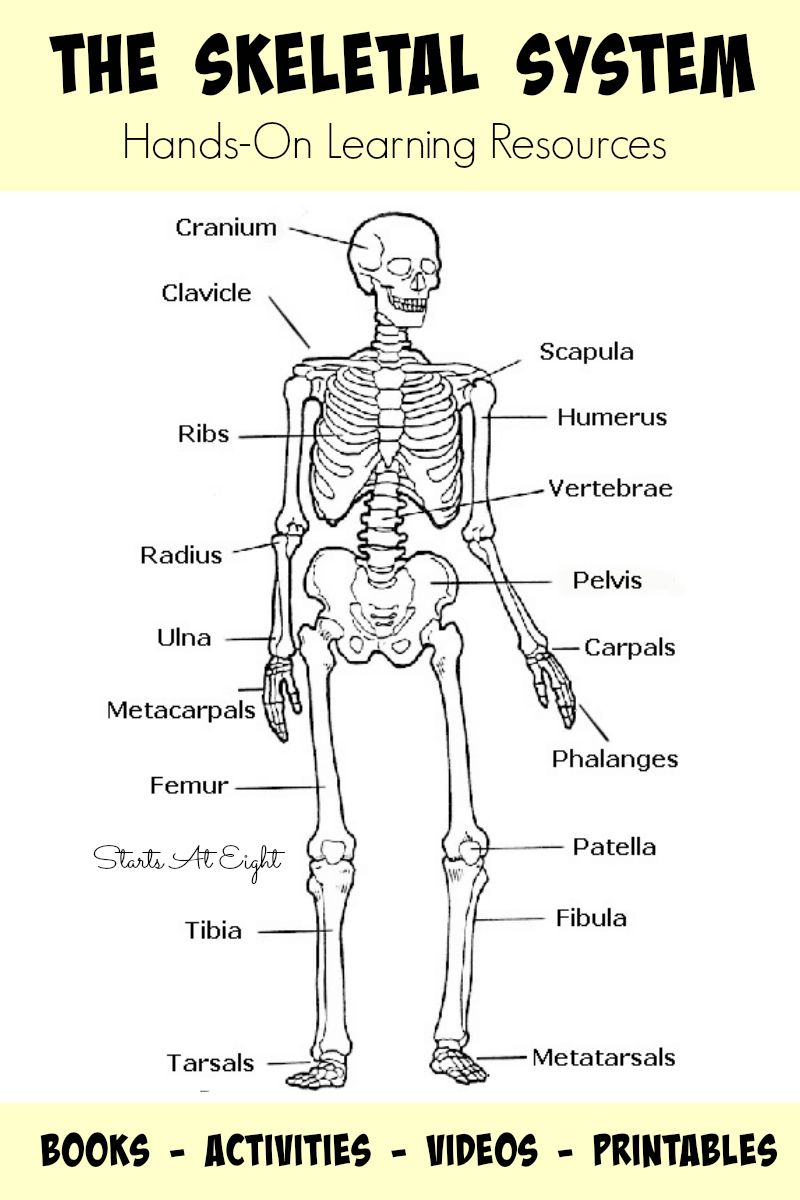 The Skeletal System: Hands-On Learning Resources | Human Body - Printable Skeleton Puzzle